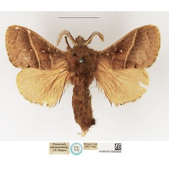 /filer/webapps/moths/media/images/M/metallicus_Dendrolimus_STM_NHMUK_02.jpg
