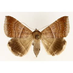 /filer/webapps/moths/media/images/D/determinata_Achaea_AF_TMSA_01.jpg