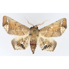 /filer/webapps/moths/media/images/L/leucotessellis_Episparis_AM_TMSA_01.jpg