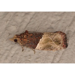 /filer/webapps/moths/media/images/O/orthacta_Neaspasia_AM_Heyns_03.jpg