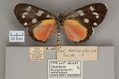 Heraclia niveosparsa