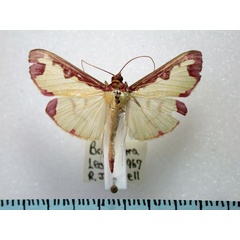 /filer/webapps/moths/media/images/P/pudoraria_Cadarena_A_Revell.jpg