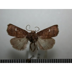 /filer/webapps/moths/media/images/T/tenebrata_Caradrina_A_Revell.jpg