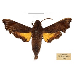 /filer/webapps/moths/media/images/P/pseudopylas_Temnora_AM_RBINS.jpg