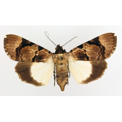 /filer/webapps/moths/media/images/B/bipunctata_Audea_AF_TMSA_01.jpg