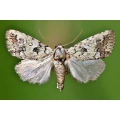 /filer/webapps/moths/media/images/M/malachitis_Nycteola_A_Butler.jpg
