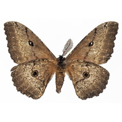 /filer/webapps/moths/media/images/M/maja_Gynanisa_AM_Basquinb.jpg
