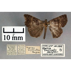 /filer/webapps/moths/media/images/V/verticalis_Hypena_ST_OUMNH_01.jpg