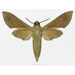 /filer/webapps/moths/media/images/R/rosae_Hippotion_AM_Basquin_02b.jpg