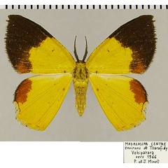 /filer/webapps/moths/media/images/T/trucidata_Xanthodura_AM_ZSM.jpg