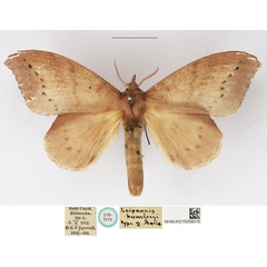 /filer/webapps/moths/media/images/H/humfreyi_Leipoxais_STF_NHMUK.jpg