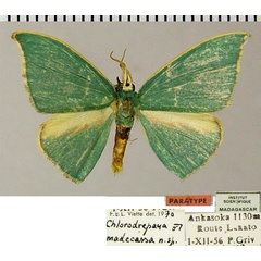 /filer/webapps/moths/media/images/M/madecassa_Chlorodrepana_PT_ZSM_01.jpg