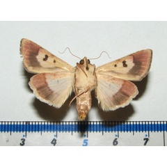 /filer/webapps/moths/media/images/A/armigera_Helicoverpa_A_Goffb_01.jpg
