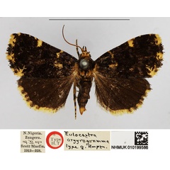 /filer/webapps/moths/media/images/A/argyrogramma_Eulocastra_HT_NHMUK.jpg