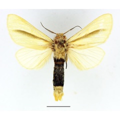 /filer/webapps/moths/media/images/S/simplex_Antheua_AM_Basquin_01.jpg