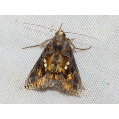 /filer/webapps/moths/media/images/C/chalcites_Chrysodeixis_A_Goff_01.jpg