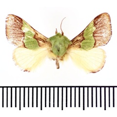 /filer/webapps/moths/media/images/T/tamara_Parasa_AM_BMNH.jpg