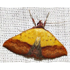 /filer/webapps/moths/media/images/D/duplicalis_Phytometra_A_Braun_11.jpg