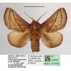 /filer/webapps/moths/media/images/H/hilda_Compactena_AF_MGCLa_02.JPG