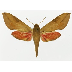 /filer/webapps/moths/media/images/C/capensis_Theretra_AF_Basquin_02a.jpg