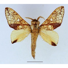 /filer/webapps/moths/media/images/C/castanea_Hypotrabala_AM_Basquin_01.jpg