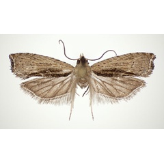 /filer/webapps/moths/media/images/L/larseni_Cosmetra_PT_NHMO_02.jpg