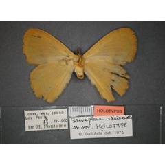 /filer/webapps/moths/media/images/C/citrinoides_Stenoglene_HT_RMCA_02.jpg