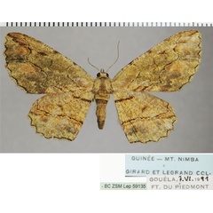 /filer/webapps/moths/media/images/I/intrusilinea_Hypomecis_AF_ZSM.jpg