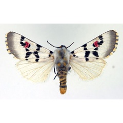 /filer/webapps/moths/media/images/D/delamarei_Diaphone_AM_Aulombard.jpg