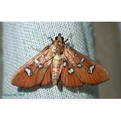 /filer/webapps/moths/media/images/P/pauliani_Coptobasoides_A_Bippus.jpg