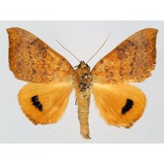 /filer/webapps/moths/media/images/K/klugii_Heliophisma_AM_Basquin.jpg