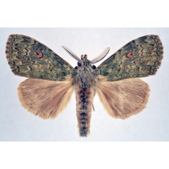 /filer/webapps/moths/media/images/B/barbara_Rahona_AM_NHMO.jpg