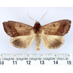 /filer/webapps/moths/media/images/V/verecunda_Ophiusa_AM_BMNH.jpg