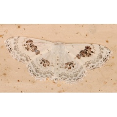 /filer/webapps/moths/media/images/V/vestalis_Somatina_A_Heyns_01.jpg