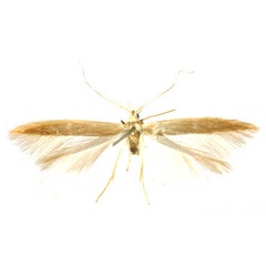 /filer/webapps/moths/media/images/A/agassizi_Coleophora_PTF_Baldizzone.jpg