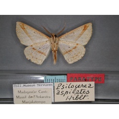 /filer/webapps/moths/media/images/A/aspilates_Psilocerea_PT_RMCA_02.jpg