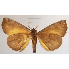 /filer/webapps/moths/media/images/M/mgcl1135272_lutosa_Holoxanthina2.JPG