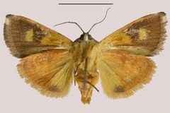 Hyblaea madagascariensis