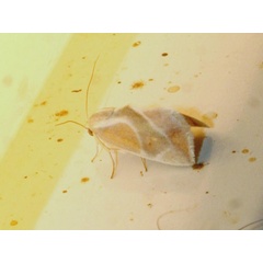 /filer/webapps/moths/media/images/P/piperitella_Neaxestis_A_Sydes.jpg