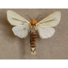 /filer/webapps/moths/media/images/S/simplex_Antheua_A_Butler.jpg