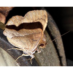 /filer/webapps/moths/media/images/S/subjecta_Taviodes_A_Braun_09.jpg