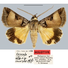 /filer/webapps/moths/media/images/I/ilia_Cerocala_HT_MNHN.jpg