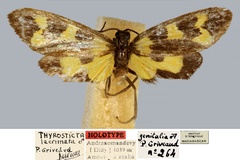 Thyrosticta lacrimata
