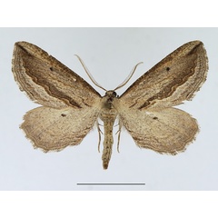 /filer/webapps/moths/media/images/T/tephrinata_Hebdomophruda_AF_TMSA.jpg