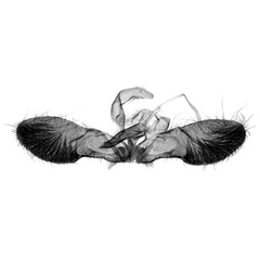 /filer/webapps/moths/media/images/L/leucotreta_Thaumatotibia_GM_Trematerra.jpg