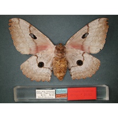 /filer/webapps/moths/media/images/T/thiryi_Gynanisa_AT_RMCA_02.jpg