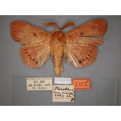 /filer/webapps/moths/media/images/V/vulpecula_Philotherma_HT_RMCA_01.jpg