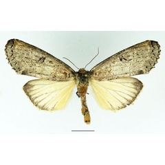 /filer/webapps/moths/media/images/D/duplex_Elaphrodes_AF_Basquin_02.jpg