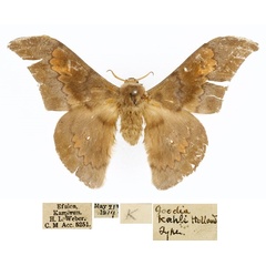 /filer/webapps/moths/media/images/K/kahli_Orthogonioptilum_HT_CMP_01.jpg