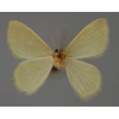 /filer/webapps/moths/media/images/M/malescripta_Chlorissa_A_ZSM_02.jpg